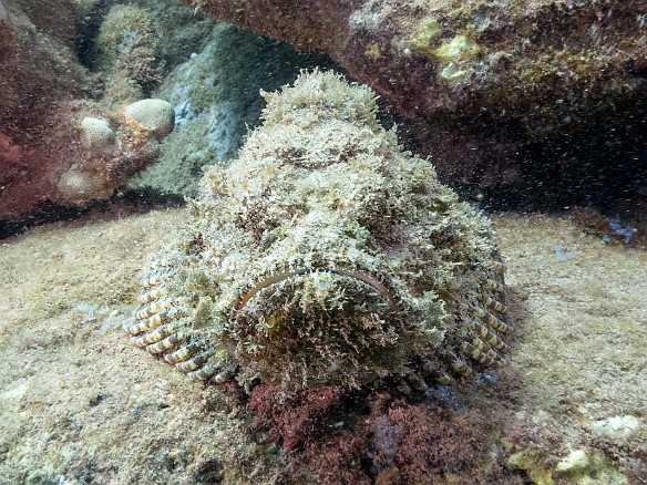 Devil Scorpionfish (aka Mr. Grumpy) at Koloa Landing May 19, 2017 3:16 PM : Diving, animal, bony fish, devil scorpionfish, fish, osteichthyes, perciformes, scorpaenidae, scorpaenopsis diabolus, scorpionfish