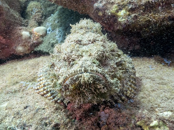 Devil Scorpionfish (aka Mr. Grumpy) at Koloa Landing May 19, 2017 3:16 PM : Diving