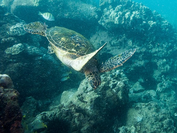 It was a turtle fest Friday afternoon at Koloa Landing May 19, 2017 4:02 PM : Diving, animal, chelonia mydas, cheloniidae, hawaiian green sea turtle, honu, reptile, reptilia, sea turtle, testudines, turtle