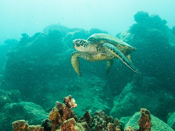 May 19, 2017 4:05 PM : Diving, animal, chelonia mydas, cheloniidae, hawaiian green sea turtle, honu, reptile, reptilia, sea turtle, testudines, turtle