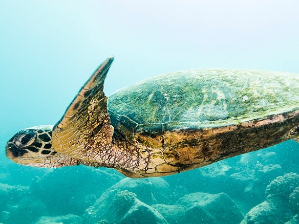 Hawaiian Green Sea Turtle May 19, 2017 4:06 PM : Diving, animal, chelonia mydas, cheloniidae, hawaiian green sea turtle, honu, reptile, reptilia, sea turtle, testudines, turtle