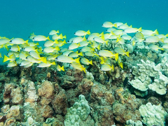 Bluestripe Snapper are plentiful, but are actually an invasive species in Hawaii May 19, 2017 4:06 PM : Diving, acanthuriformes, animal, bony fish, fish, lutjanidae, osteichthyes, snapper