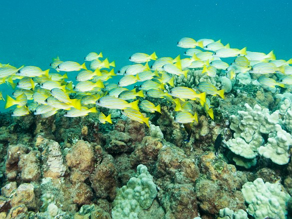 Bluestripe Snapper are plentiful, but are actually an invasive species in Hawaii May 19, 2017 4:06 PM : Diving