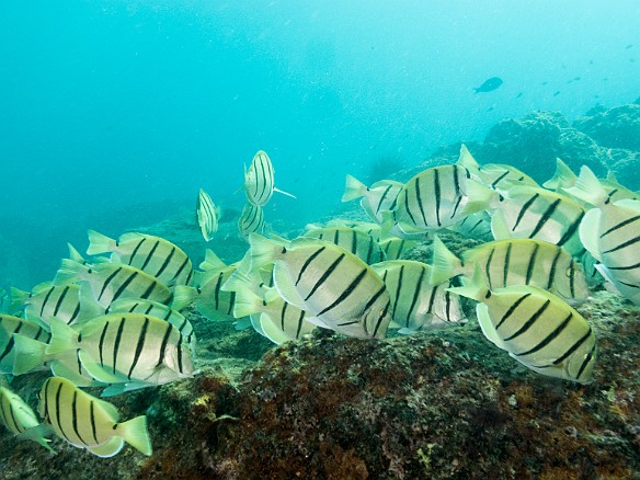It's  not hard to see why they're called Convict Tangs. They're probably grazing on egg mats left by other fish and totally oblivious to the paparazzi. May 19, 2017 4:13 PM : Diving, acanthuridae, acanthuriformes, acanthurus triostegus, animal, bony fish, convict surgeonfish, convict tang, fish, osteichthyes