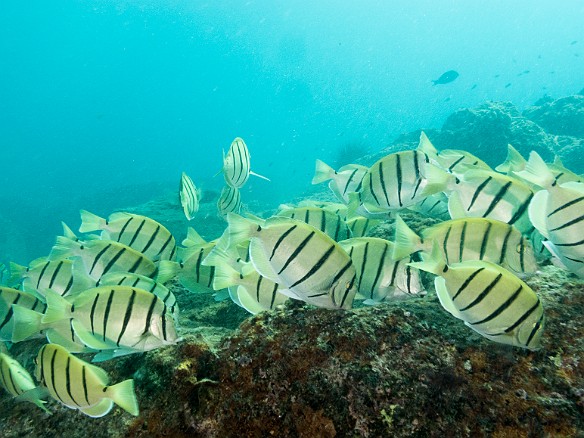 It's  not hard to see why they're called Convict Tangs. They're probably grazing on egg mats left by other fish and totally oblivious to the paparazzi. May 19, 2017 4:13 PM : Diving