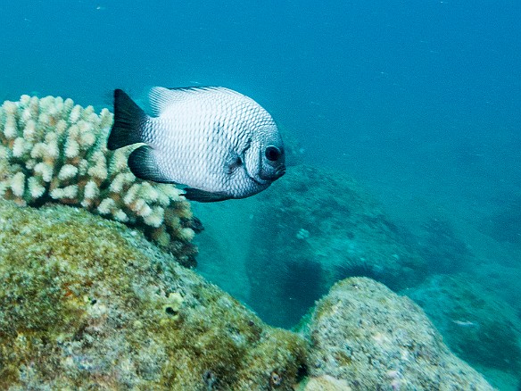 The Dascyllus, a member of the Damselfish category, is endemic and found only in Hawaii May 19, 2017 4:26 PM : Diving, animal, blenniiformes, blenny, bony fish, dascyllus albisella, domino damselfish, fish, hawaiian dascyllus, hawaiian domino, osteichthyes, pomacentridae