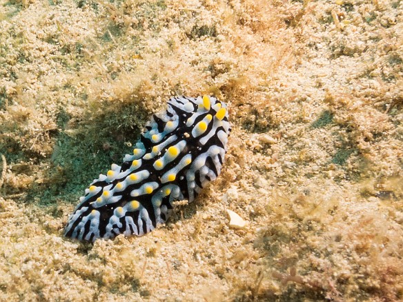 Fried Egg Nudibranch out and about on the rubble-strewn bottom May 19, 2017 4:38 PM : Diving, animal, fried egg nudibranch, gastropod, gastropoda, mollusca, mollusk, nudibranch, nudibranchia, phyllidia varicosa, phyllidiidae, scrambled egg nudibranch