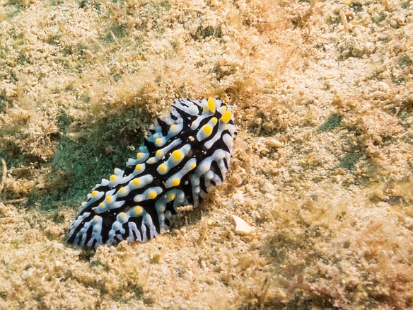 Fried Egg Nudibranch out and about on the rubble-strewn bottom May 19, 2017 4:38 PM : Diving