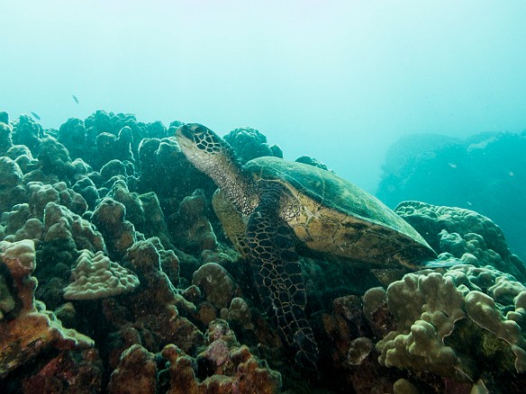 May 19, 2017 4:41 PM : Diving, honu, turtle