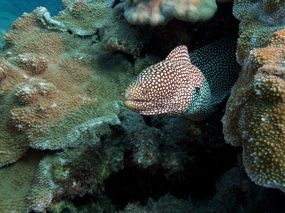 First dive of the evening was just as the sun was starting to set. So still plenty of ambient light, but dusky enough that the morays were starting to come out of their lairs. This Whitemouth was within the first minute of descending. May 23, 2017 5:53 PM : Diving, anguilliformes, animal, bony fish, eel, fish, moray, muraenidae, osteichthyes