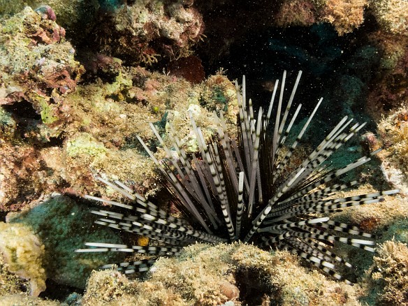 Zebra Urchin May 23, 2017 6:11 PM : Diving, animal, echinoderm, echinodermata, echinoidea, sea urchin