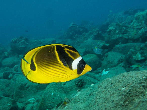 Another fish with an obvious name, the Raccoon Butterflyfish May 23, 2017 6:16 PM : Diving, acanthuriformes, animal, bony fish, butterflyfish, chaetodontidae, fish, osteichthyes