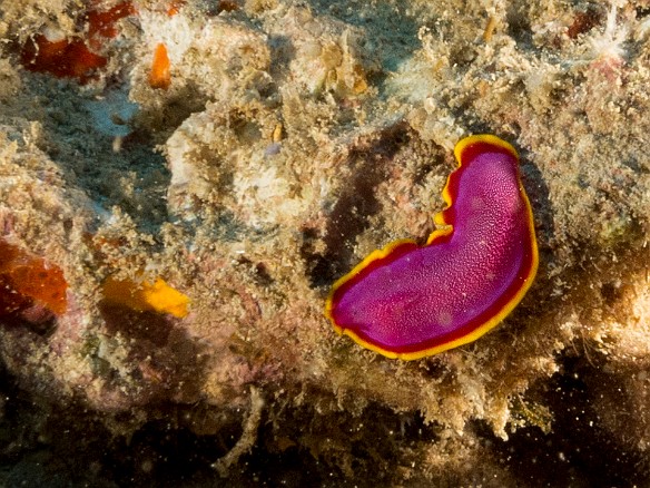 Having never seen a Fuchsia Flatworm before, this trip was making up for lost time. One of two that we spotted last night, this one was moving rapidly out in the open across the dead coral. May 23, 2017 6:26 PM : Diving, nudibranch, worm