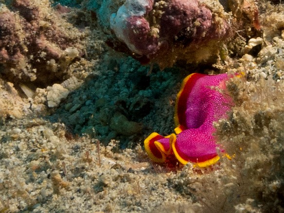 Accelerating out of turn #3 into the back straight May 23, 2017 6:26 PM : Diving, animal, flatworm, fuchsia flatworm, marine Flatworm, platyhelminthes, polycladida, pseudoceros ferrugineus