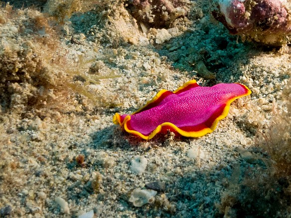 Fuchsia Flatworm May 23, 2017 6:26 PM : Diving, animal, flatworm, fuchsia flatworm, marine Flatworm, platyhelminthes, polycladida, pseudoceros ferrugineus