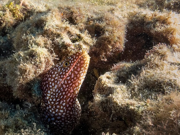 Yet another Whitemouth May 23, 2017 6:31 PM : Diving, anguilliformes, animal, bony fish, eel, fish, moray, muraenidae, osteichthyes