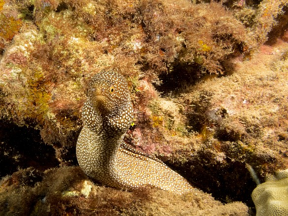 They all seem interested in the strange creature with the bright lights May 23, 2017 6:46 PM : Diving, anguilliformes, animal, bony fish, eel, fish, moray, muraenidae, osteichthyes