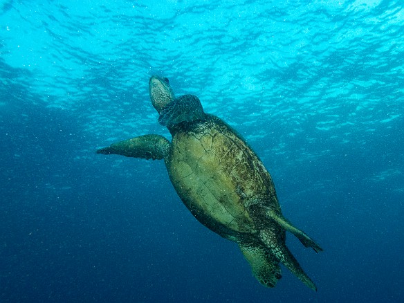 Lots of turtles at night, but most of them are tucked under ledges snoozing. However, they can only go for about 2-3 hours before needing to surface to breathe, so occasionally you get lucky and encounter one doing just that. May 23, 2017 6:48 PM : Diving, animal, chelonia mydas, cheloniidae, hawaiian green sea turtle, honu, reptile, reptilia, sea turtle, testudines, turtle
