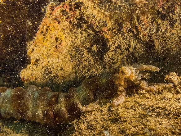 Best picture I could get of this underwater beast that looks like an alien movie monster, the Lions Paw Sea Cucumber May 23, 2017 6:50 PM : Diving