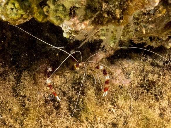 Banded Coral Shrimp May 23, 2017 6:53 PM : Diving, animal, arthropod, arthropoda, crustacea, crustacean, decapod, decapoda, shrimp