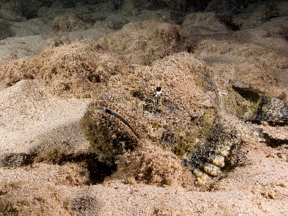 "Woe is me" says Eeyore the Devil Scorpionfish. If I just sit here and blend in, maybe dinner will come to me. May 23, 2017 7:56 PM : Diving, Instagram, PEOPresentation2024, animal, bony fish, devil scorpionfish, fish, osteichthyes, perciformes, scorpaenidae, scorpaenopsis diabolus, scorpionfish