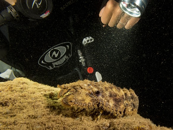 Slipper Lobster caught in the act of trying to slip away May 23, 2017 7:57 PM : Diving, animal, arthropod, arthropoda, crustacea, crustacean, decapod, decapoda, lobster