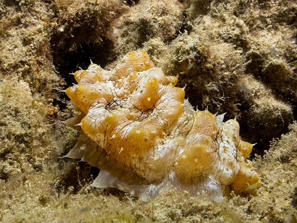 Hawaiian Yellow-Tip Sea Cucumber May 23, 2017 8:17 PM : Diving, animal, echinoderm, echinodermata, sea cucumber
