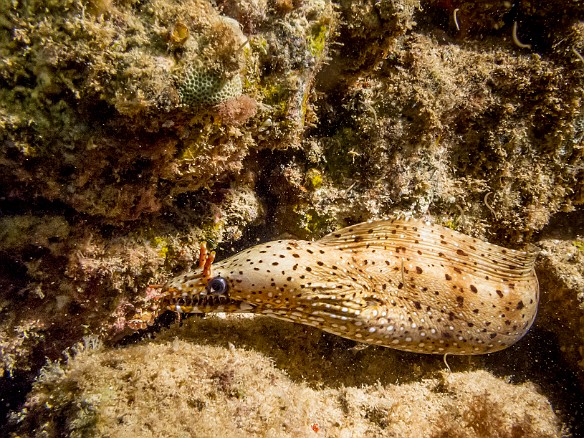 Dragon Moray May 23, 2017 8:25 PM : Diving, anguilliformes, animal, bony fish, eel, fish, moray, muraenidae, osteichthyes