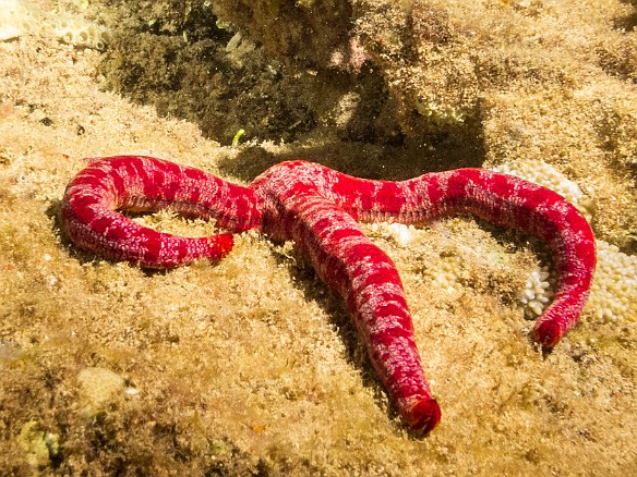 Red Velvet Star May 23, 2017 8:27 PM : Diving, animal, asteroidea, echinoderm, echinodermata, leiaster glaber, ophidiasteridae, red velvet star, sea star, starfish