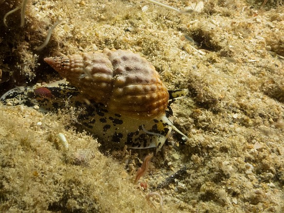 This Pimpled Basket, a type of whelk, was scavenging for dinner May 23, 2017 8:28 PM : Diving, animal, gastropod, gastropoda, mollusca, mollusk, nassarius papillosus, pimpled basket, sea snail
