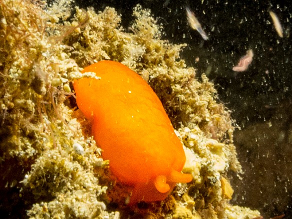 The Orange Gumdrop sea slug May 23, 2017 8:34 PM : Diving, animal, berthellina delicata, gastropod, gastropoda, mollusca, mollusk, orange gumdrop sea slug, pleurobranchida