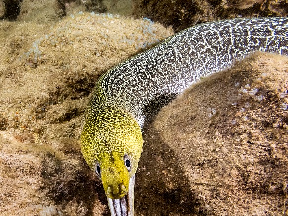 An Undulated Moray out at night May 23, 2017 8:43 PM : Diving, Instagram, anguilliformes, animal, bony fish, eel, fish, moray, muraenidae, osteichthyes