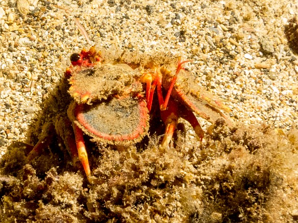 Another Slipper Lobster May 23, 2017 8:46 PM : Diving, animal, arthropod, arthropoda, crustacea, crustacean, decapod, decapoda, lobster