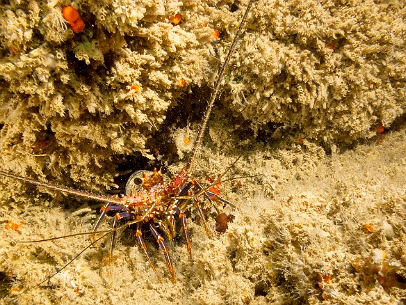 My final day of diving for this trip was back North at Tunnels where there were lots of lobsters about May 25, 2017 9:34 AM : Diving