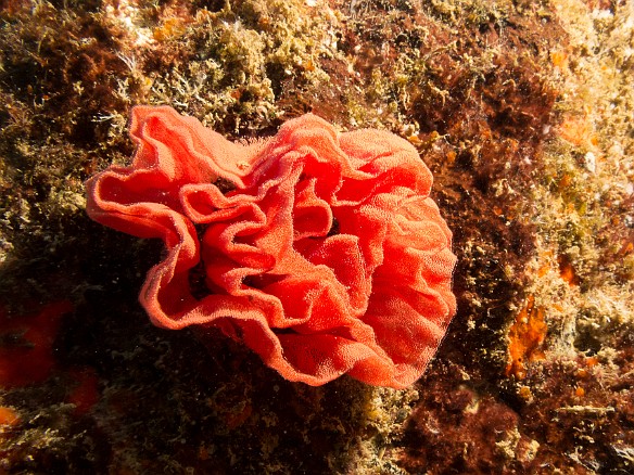 The rose-shaped egg sac of the Spanish Dancer nudibranch May 25, 2017 9:40 AM : Diving, animal, gastropod, gastropoda, hexabranchidae, hexabranchus sanguineus, mollusca, mollusk, nudibranch, nudibranchia, spanish dancer