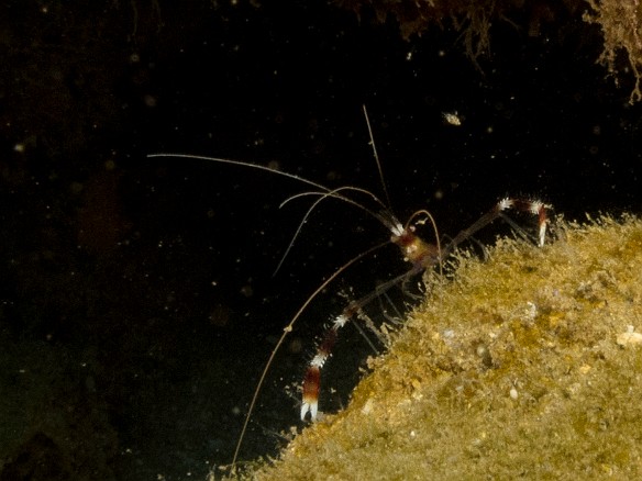 I was trailing the dive group because every crevice I shone my light into revealed Banded Coral Shrimp May 25, 2017 9:45 AM : Diving, animal, arthropod, arthropoda, crustacea, crustacean, decapod, decapoda, shrimp