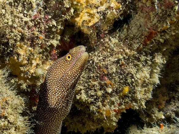 And what would my final dive be without yet more Whitemouth Moray May 25, 2017 9:54 AM : Diving, anguilliformes, animal, bony fish, eel, fish, moray, muraenidae, osteichthyes