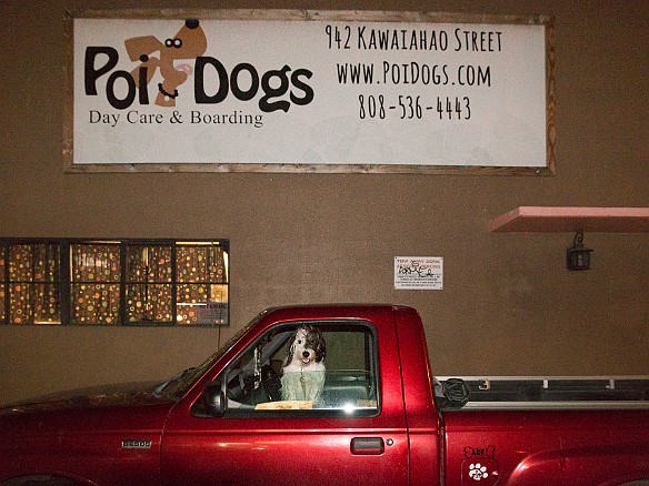 Buddy waits patiently in the truck as we chow down on awesome Phở and Bún May 10, 2017 7:56 PM : Buddy