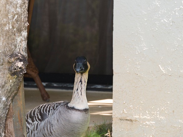 Nene lurking around the lanai May 18, 2017 10:55 AM