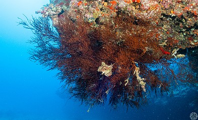 It looks brown when alive, but this is a cluster of black coral. Typically found only at extreme depths, Brennecke's Ledge dive site is one of the few places where it abounds at recreational depths of less than 100 feet. Black Coral is fragile and very slow growing. This cluster is probably 150 years old or more. It looks brown when alive, but this is a cluster of black coral. Typically found only at extreme depths, Brennecke's Ledge dive site is one of the few places...