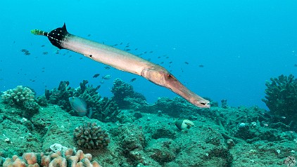 Large Trumpetfish at the start of the dive at Harbor Ledges Large Trumpetfish at the start of the dive at Harbor Ledges