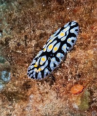 Fried Egg Nudibranch Fried Egg Nudibranch