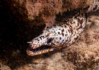 Dragon Morays are rare along the inhabited Hawaiian islands, but the chances of encountering one are higher in Kauai than the other islands Dragon Morays are rare along the inhabited Hawaiian islands, but the chances of encountering one are higher in Kauai than the other islands