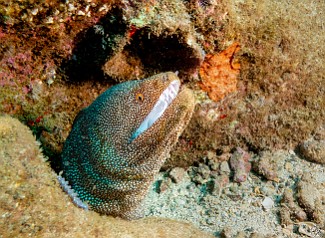 I didn't even notice until I reviewed the photos of this Whitemouth Moray on my computer that a Blue Dragon Nudibranch had photobombed the shot! It's sitting right there on the rock in front of the eel's neck. I didn't even notice until I reviewed the photos of this Whitemouth Moray on my computer that a Blue Dragon Nudibranch had photobombed the shot! It's sitting...