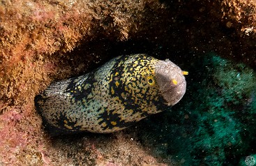 Snowflake Moray at the Koloa Landing dive site Snowflake Moray at Koloa Landing dive site