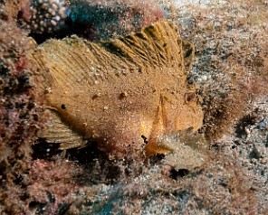 KoloaLanding-064 We found this small Leaf Scorpionfish at the very end of the dive