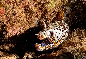 Different day, same Dragon Moray from the previous dives. His markings were identical and the stubby left horn was shorter than his right. Sure enough, we ran into the same Dragon Moray from the previous dives. His markings were identical and the stubby left horn was shorter than his right.