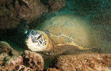 KoloaLanding-086 Honu resting on the mucky bottom of Koloa Landing