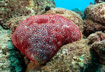 Red Cushion Star at Sheraton Caverns Red Cushion Star at Sheraton Caverns