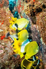 A menagerie of Milletseed, Bluestriped, Threadfin, and Raccoon Butterflyfish feeding on egg mats, most likely those of Sergeant Majors A menagerie of Milletseed, Bluestriped, Threadfin, and Raccoon Butterflyfish feeding on egg mats, most likely those of Sergeant Majors